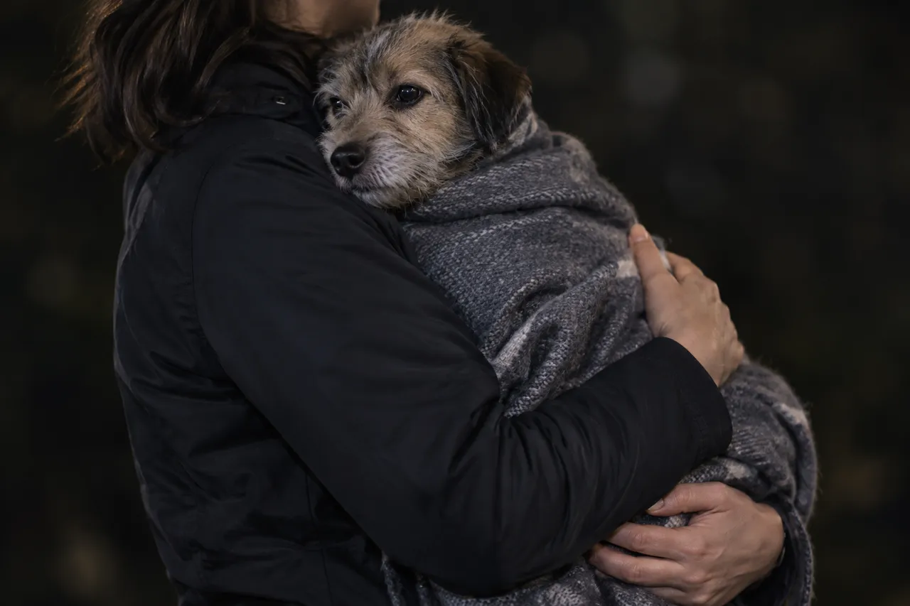 De noche, una tutora lleva en brazos a su perro pequeño envuelto en una manta gris
