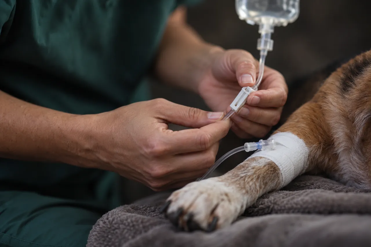 Unas manos ajustan la llave de la línea de suero que llega a la pata vendada de un perro acostado sobre una manta